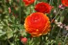 flowers_img_5460_small.jpg