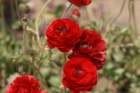 flowers_img_5477_small.jpg