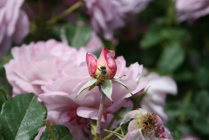 flowers_img_5495.jpg