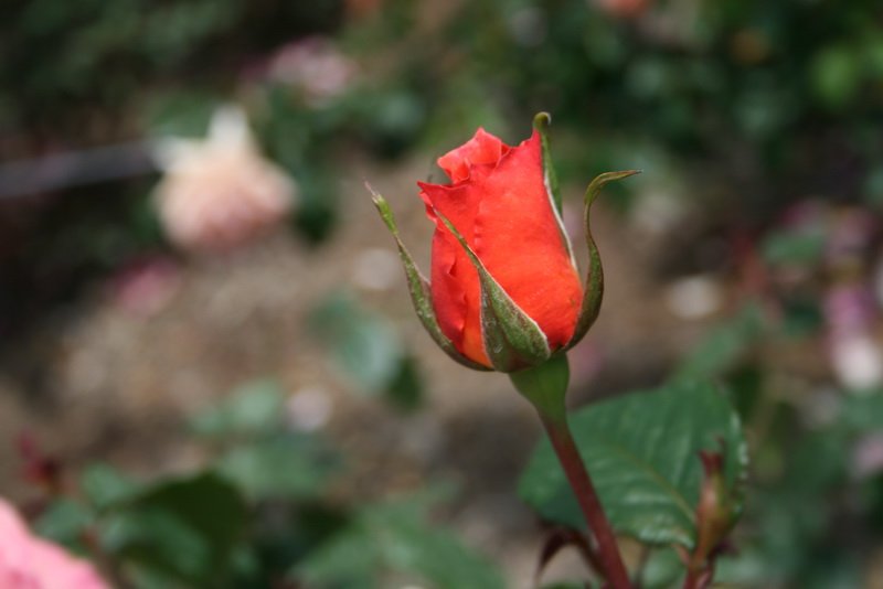 flowers_img_5502.jpg