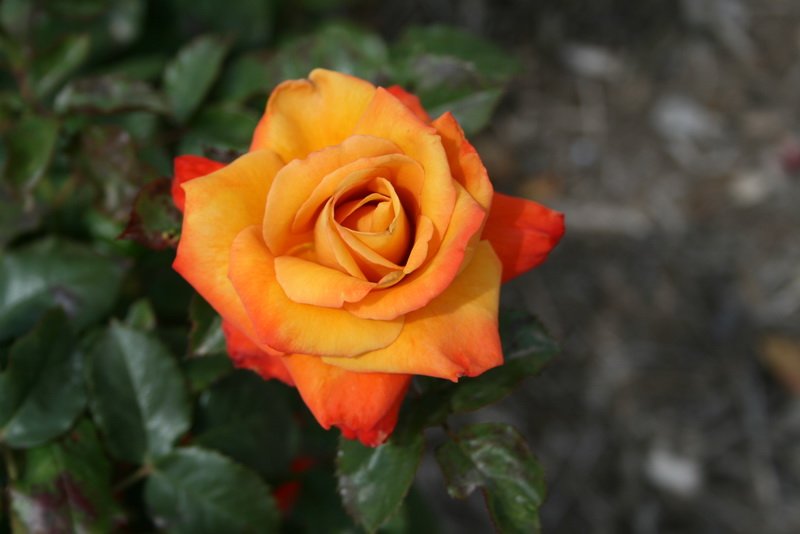 flowers_img_5507.jpg