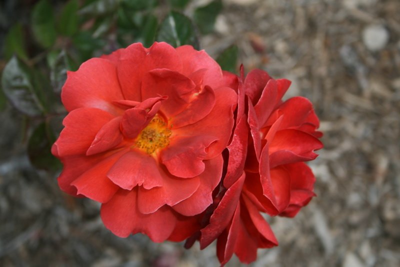 flowers_img_5509.jpg