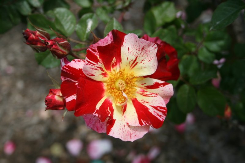 flowers_img_5512.jpg