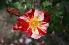 flowers_img_5512_small.jpg