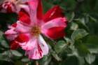 flowers_img_5513_small.jpg