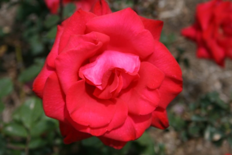 flowers_img_5514.jpg