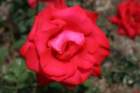 flowers_img_5514_small.jpg