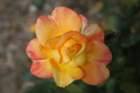 flowers_img_5515_small.jpg