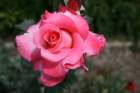 flowers_img_5517_small.jpg