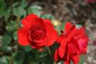 flowers_img_5518_small.jpg
