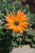 flowers_img_5519_small.jpg