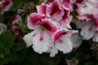 flowers_img_5520_small.jpg