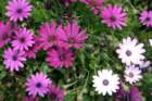 flowers_img_5525_small.jpg