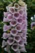 flowers_img_5526_small.jpg