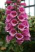 flowers_img_5527_small.jpg
