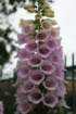 flowers_img_5528_small.jpg