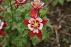 flowers_img_5529_small.jpg