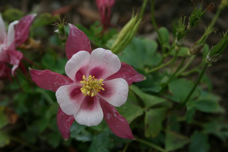 flowers_img_5530.jpg
