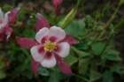 flowers_img_5530_small.jpg