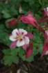 flowers_img_5531_small.jpg