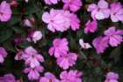 flowers_img_5533_small.jpg