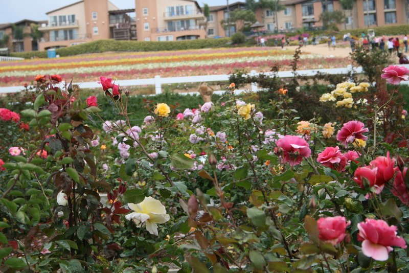 flowers_img_5534.jpg