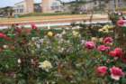 flowers_img_5534_small.jpg