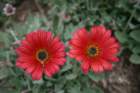 flowers_img_5536_small.jpg