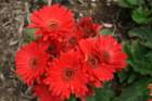 flowers_img_5537_small.jpg