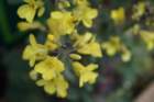 flowers_img_5538_small.jpg