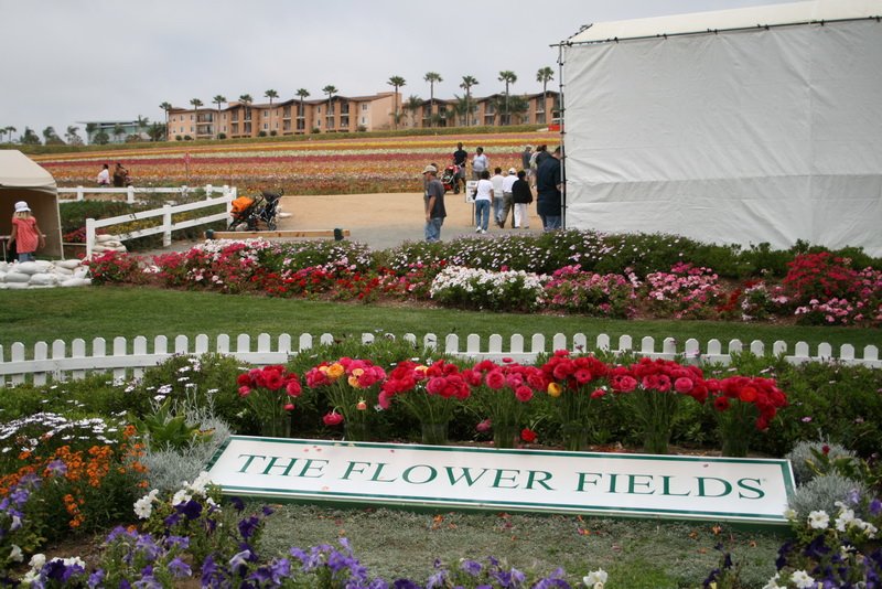 flowers_img_5539.jpg