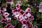 flowers_img_5540_small.jpg