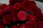 flowers_img_5541_small.jpg