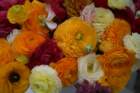 flowers_img_5542_small.jpg