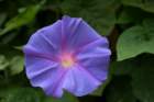 flowers_img_5543_small.jpg