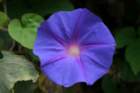 flowers_img_5544_small.jpg