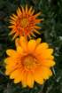 flowers_img_5545_small.jpg
