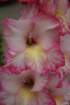 flowers_img_5546_small.jpg