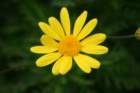flowers_img_5547_small.jpg
