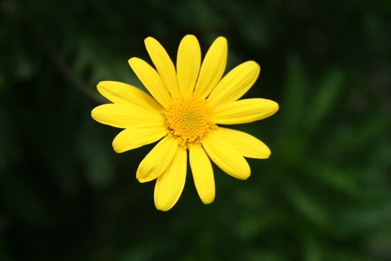flowers_img_5548.jpg