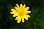 flowers_img_5548_small.jpg