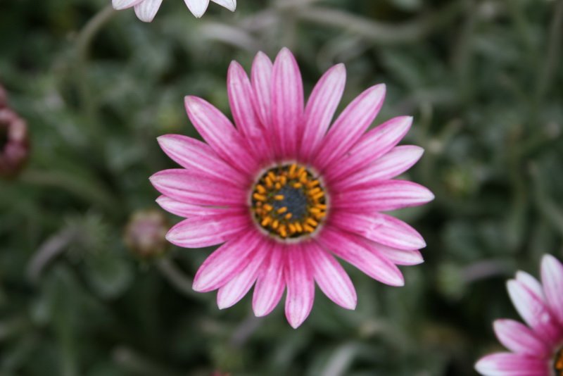 flowers_img_5549.jpg