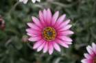 flowers_img_5549_small.jpg