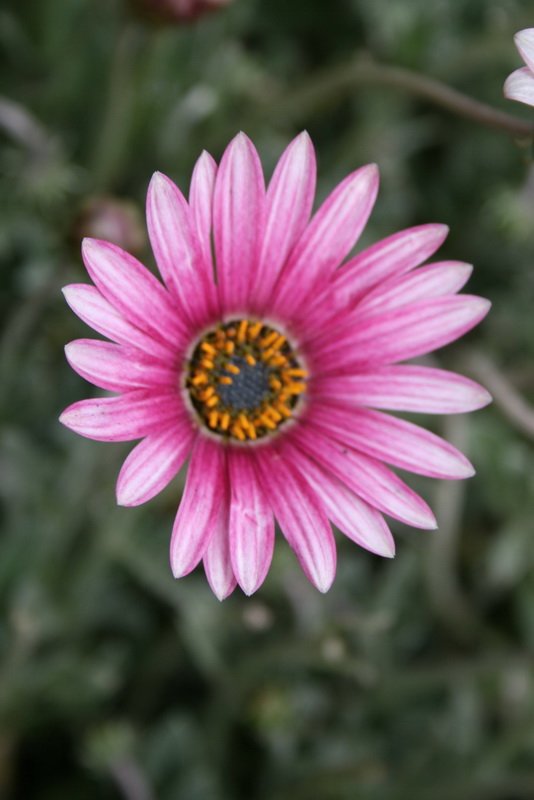 flowers_img_5550.jpg