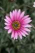 flowers_img_5550_small.jpg