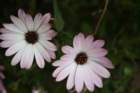 flowers_img_5555_small.jpg