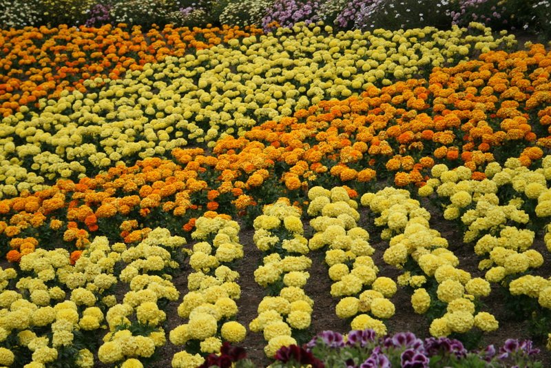 flowers_img_5556.jpg