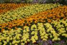 flowers_img_5556_small.jpg