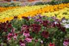 flowers_img_5557_small.jpg