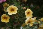 flowers_img_5560_small.jpg